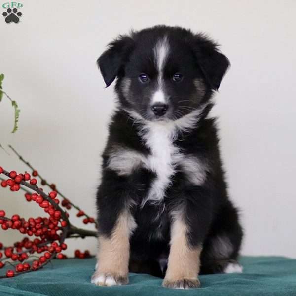 Hummer, Miniature Australian Shepherd Puppy